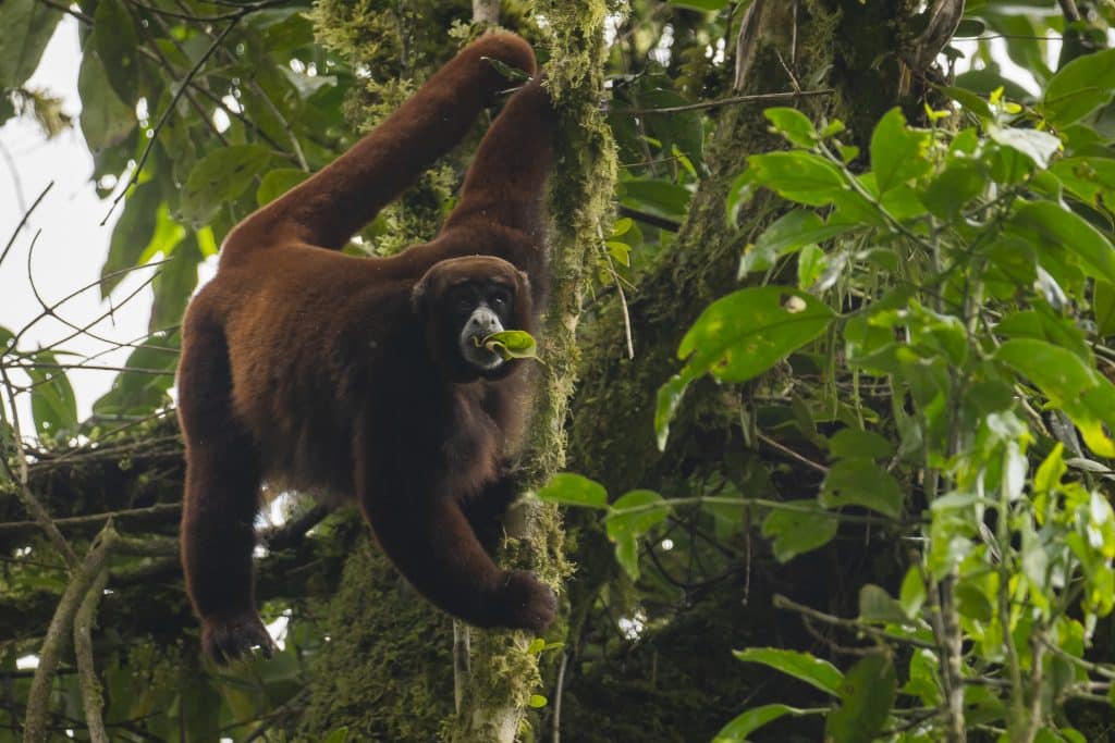 Yellow-tailed woolly monkey (Gerson Ferrer/Yunkawasi)