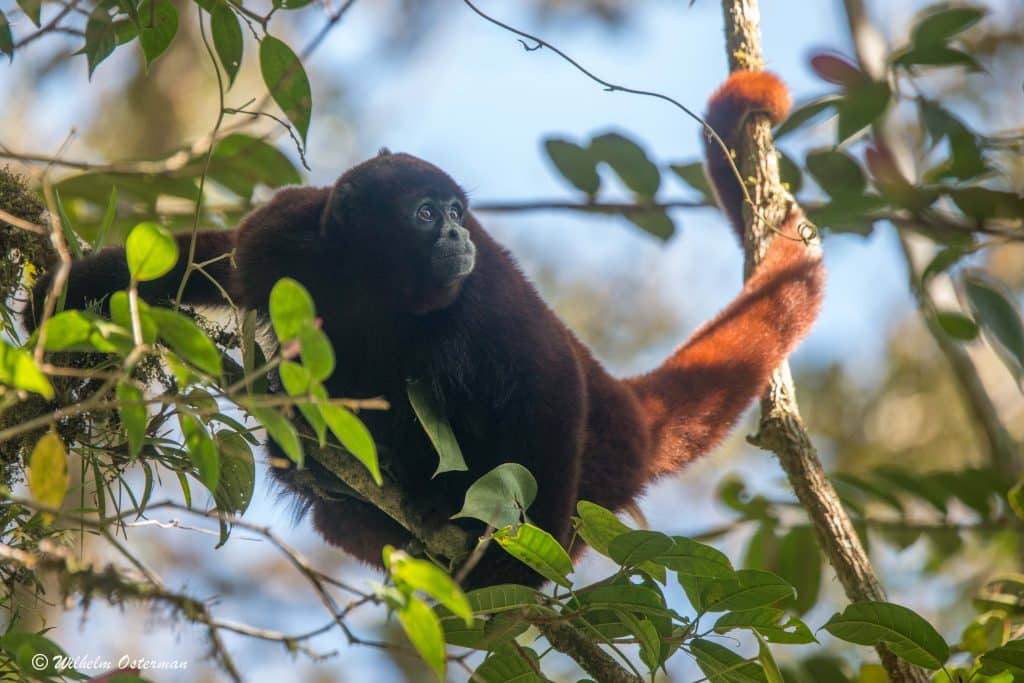 yellow-tailed woolly monkey