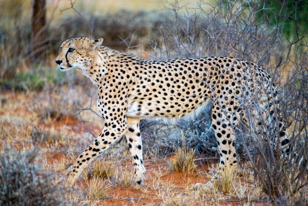 cheetah