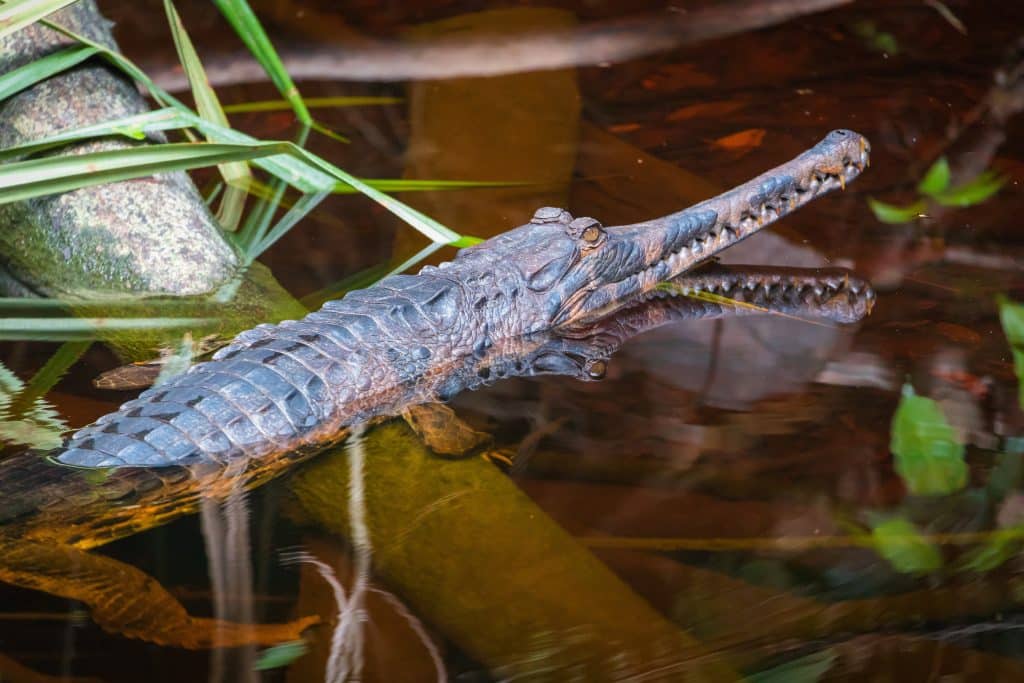 tomistoma crocodile