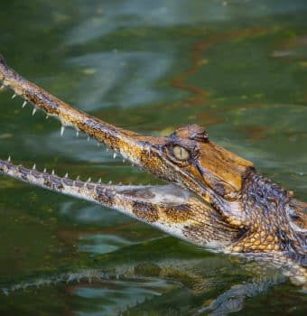 Following Indonesia’s Giant Crocodiles