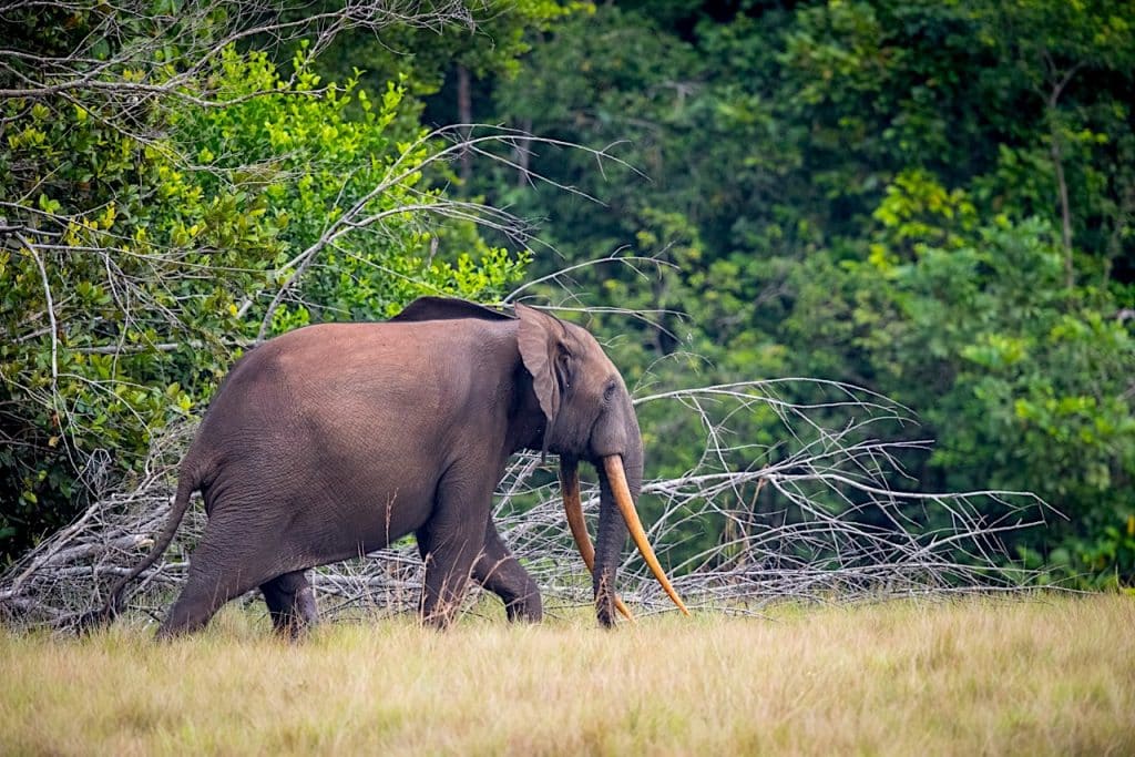 Forest Elephant (Lee White/Agence Nationale des Parcs Nationaux, Gabon)