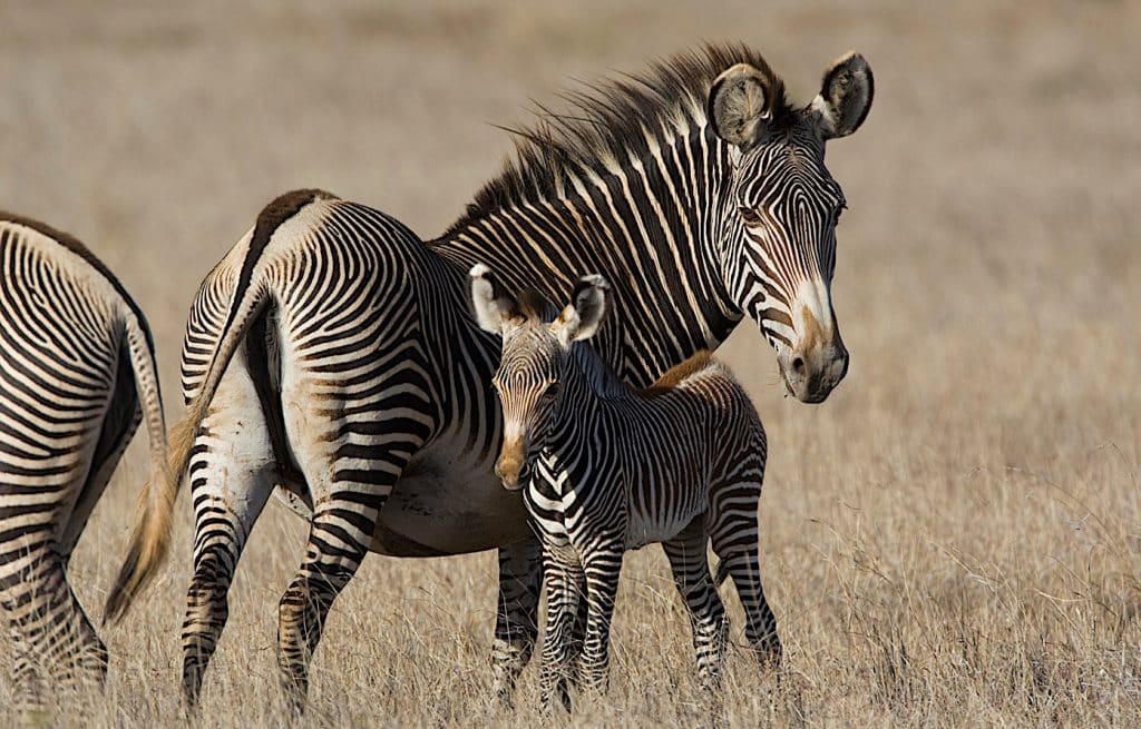 grevy's zebra mother baby foal