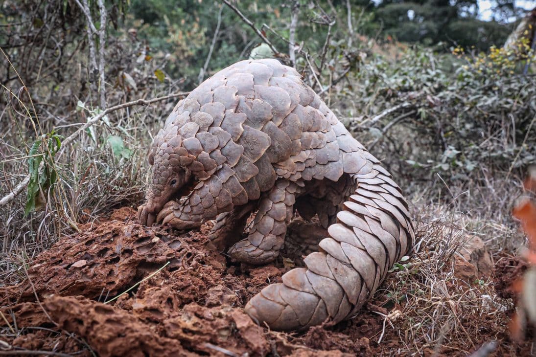 pangolin in kenya