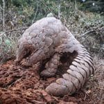 pangolin in kenya