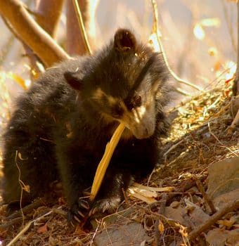 The Bears Caught in Peru’s Wildfires