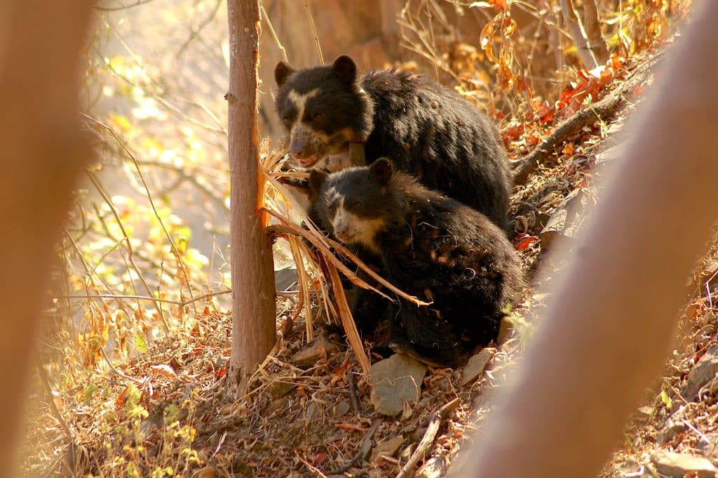 spectacled bear Peru