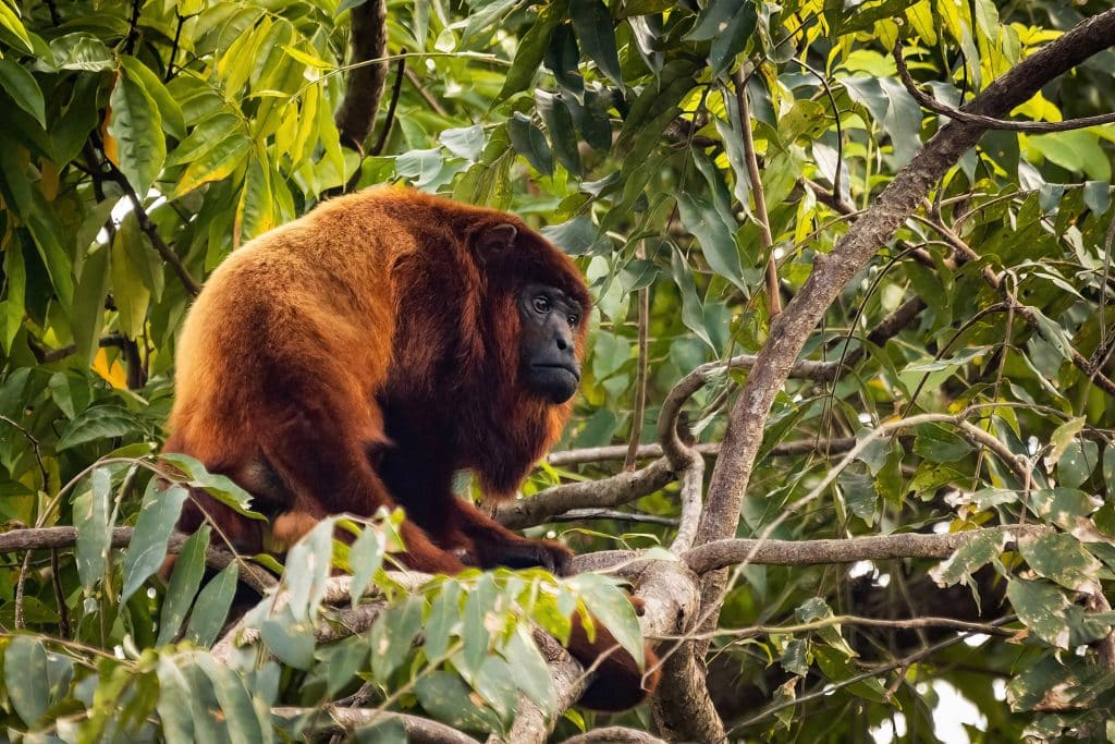 Red howler monkey (Ivan Kokoulin)