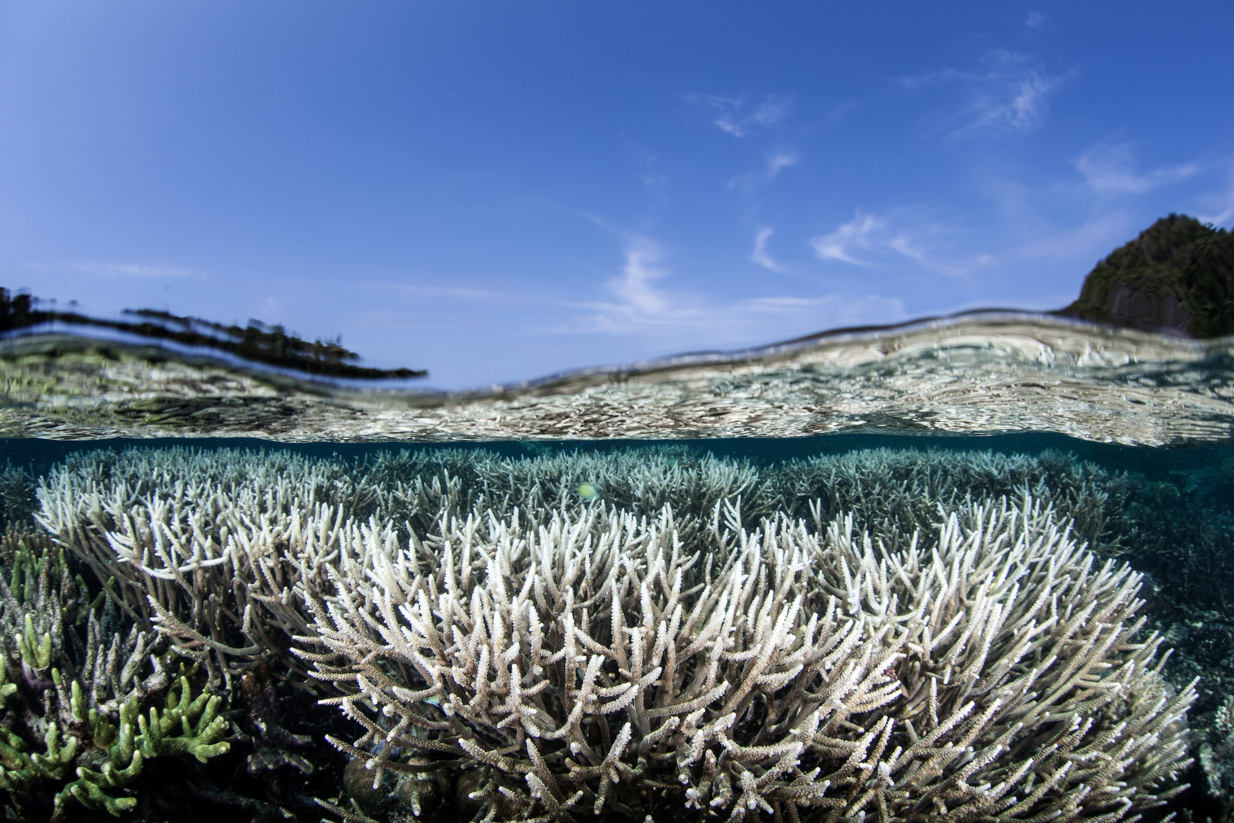 bleached coral indonesia