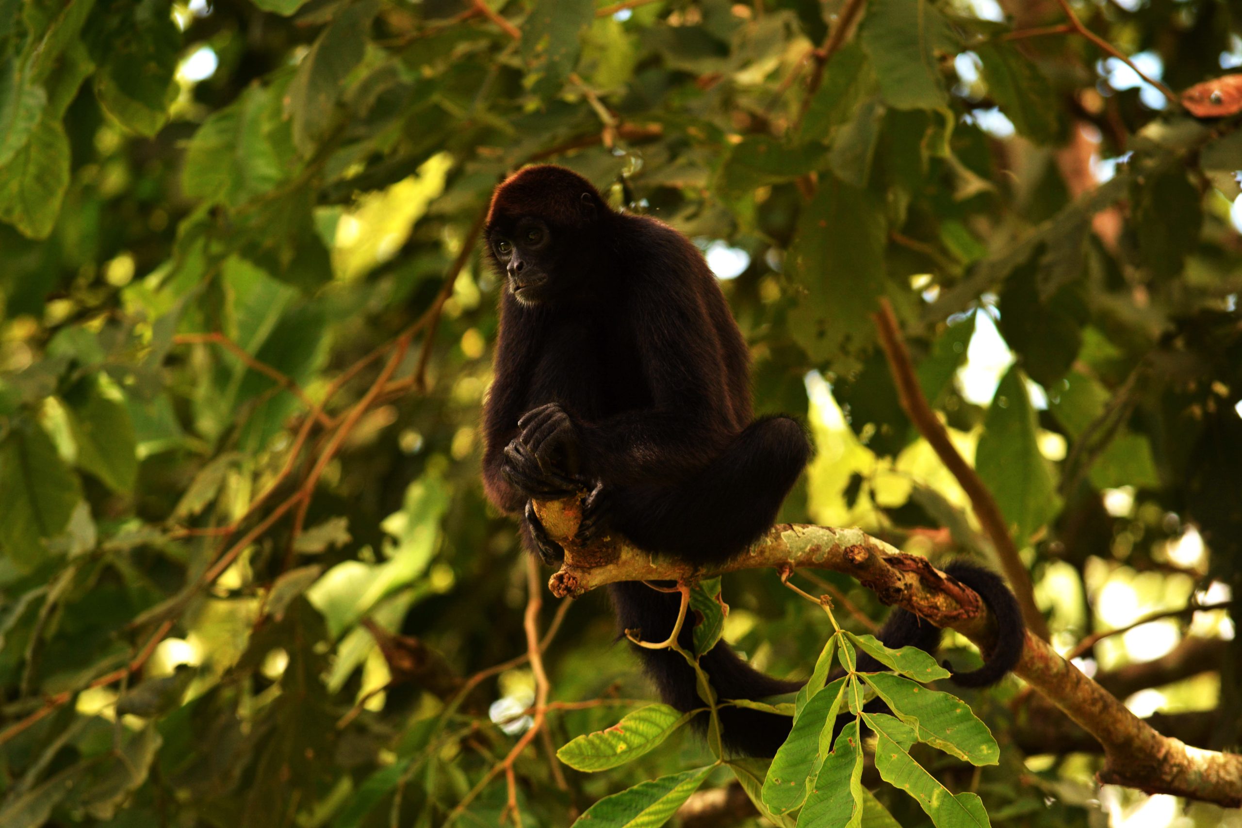 brown-headed spider monkey