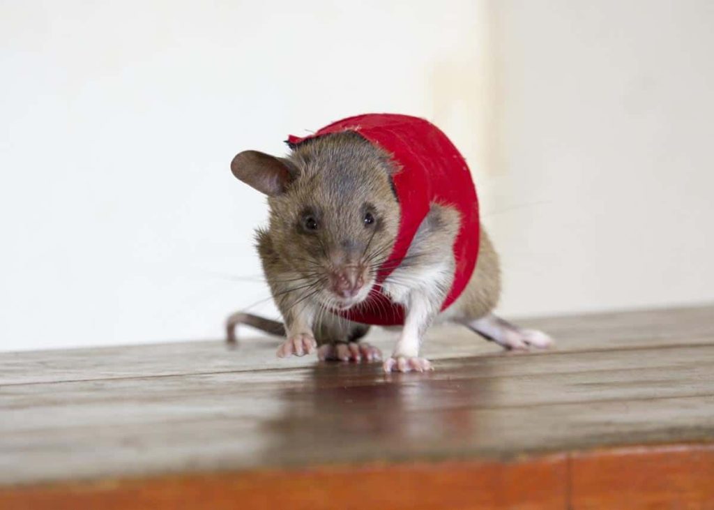 Hero Rats Learn to Save Pangolins • Wildlife Conservation Network