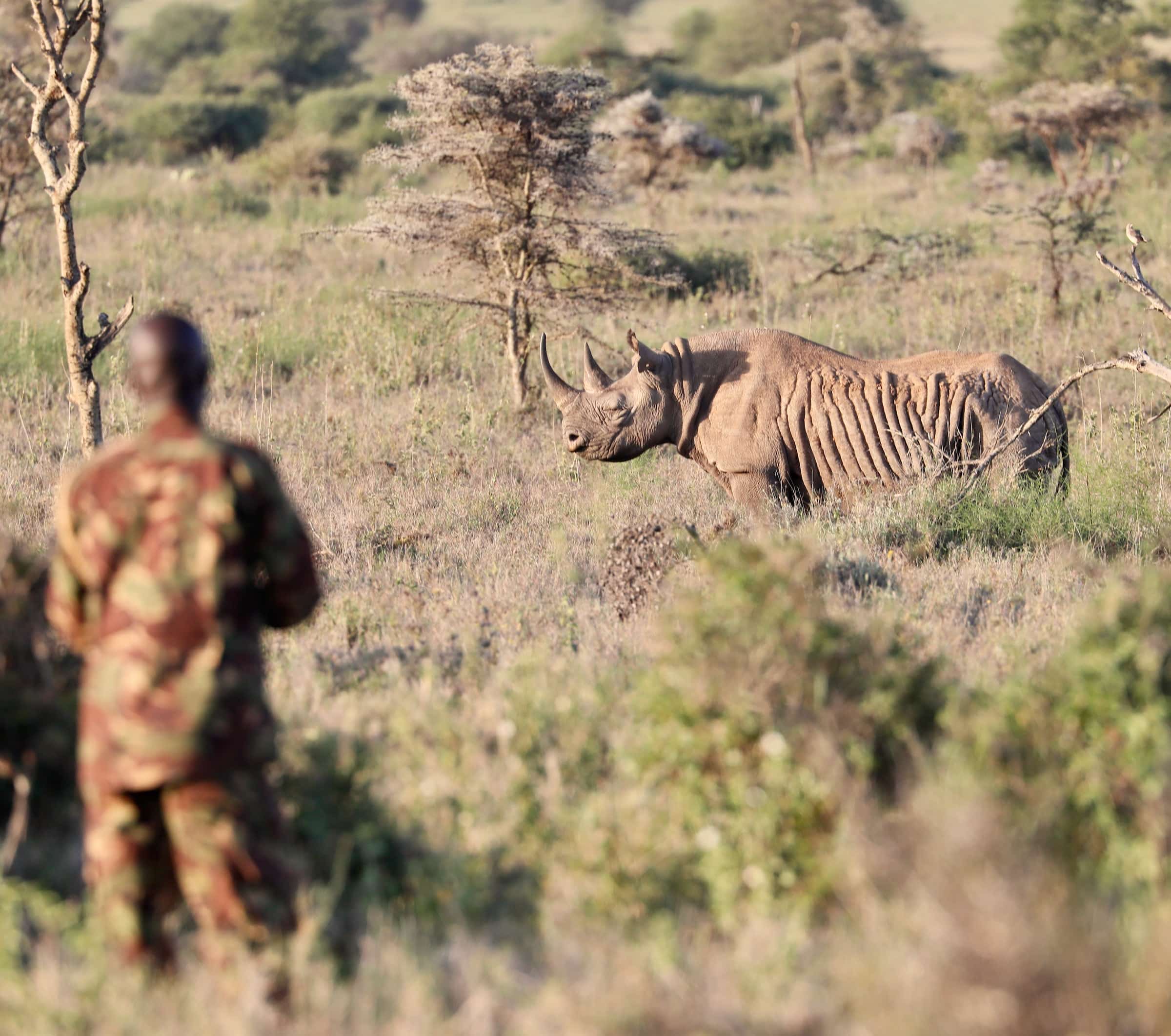 The Importance of Rangers with Integrity • Wildlife Conservation Network
