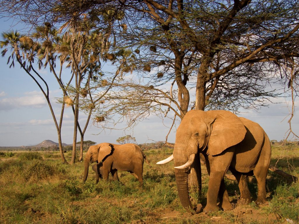 elephants
