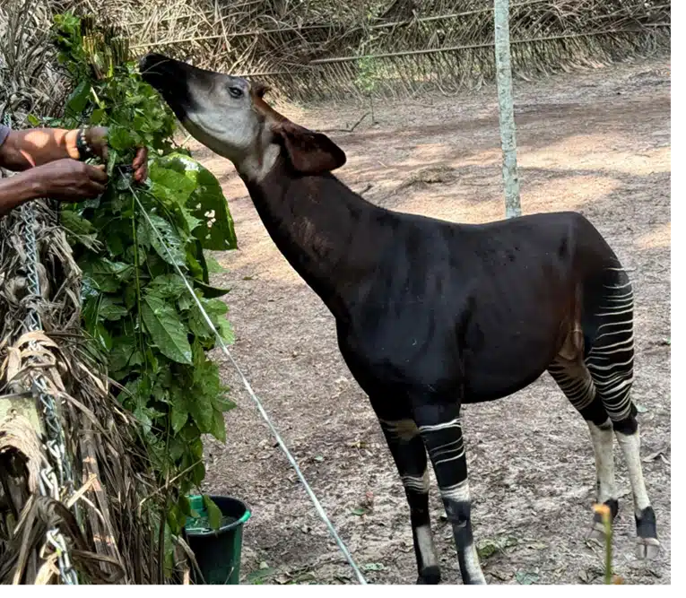 After 13 Years, a Return for the Okapi • Wildlife Conservation Network