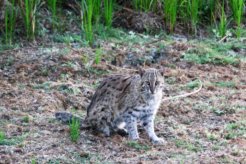 fishing cat_Tiasa Adhya