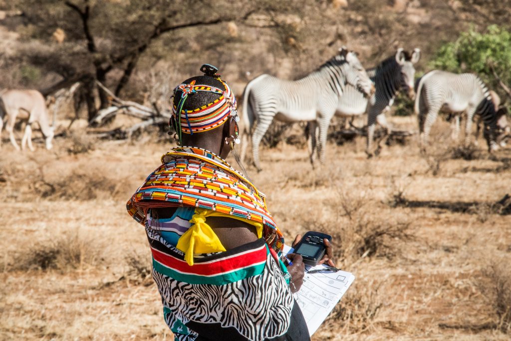 Zebra Class Scouting for Grevy's Zebras • Wildlife Conservation Network