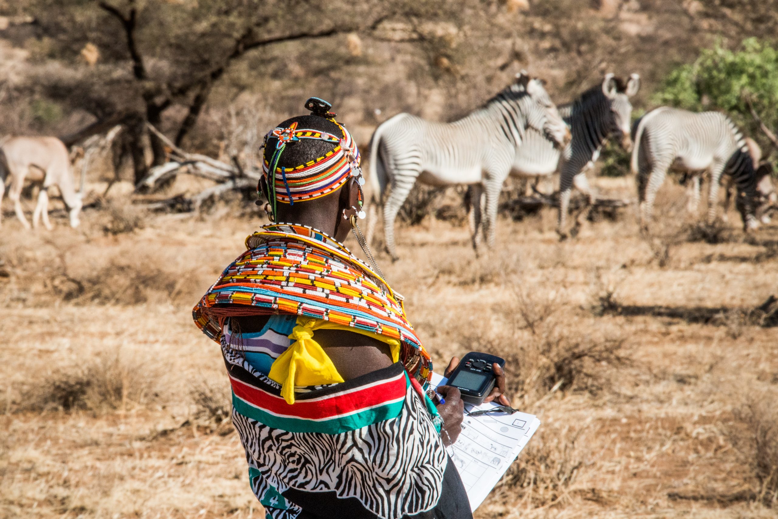 Scouting for Grevy's Zebras • Wildlife Conservation Network