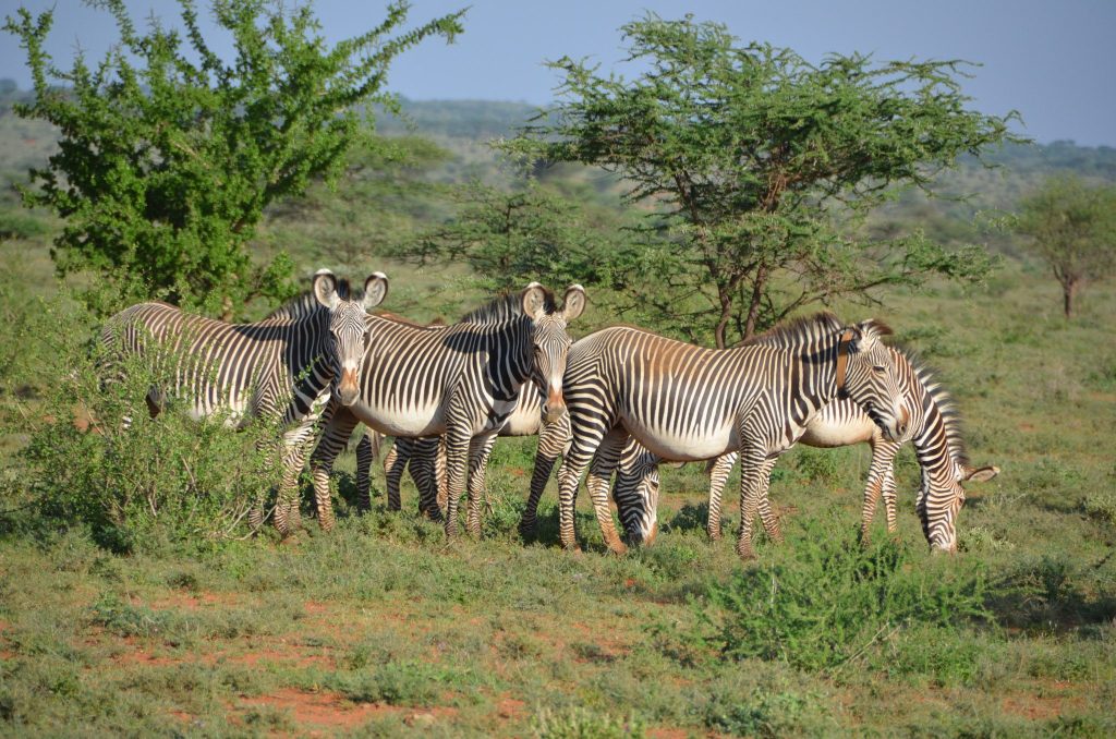 Zebra Class Scouting for Grevy's Zebras • Wildlife Conservation Network