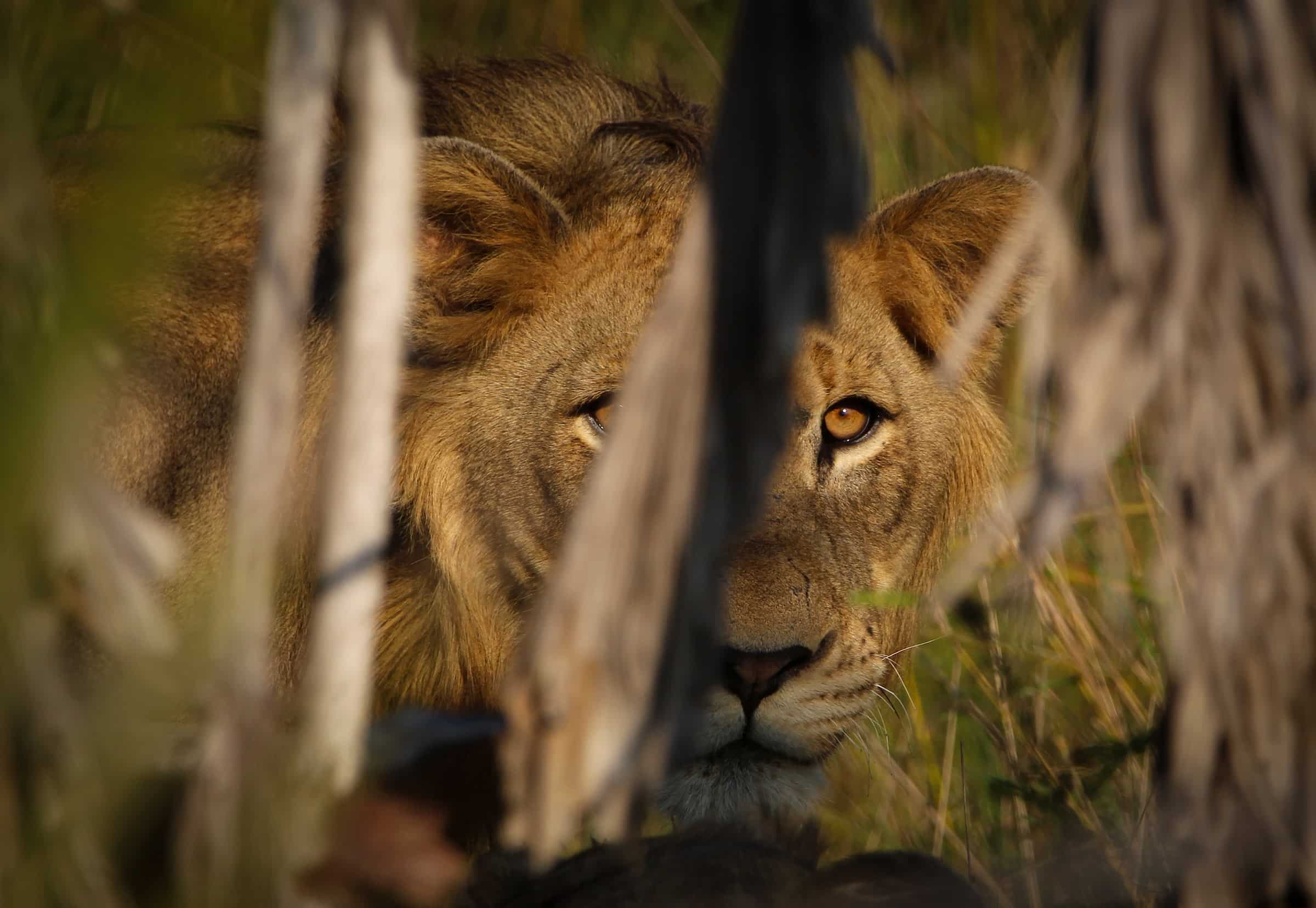 lion Willem Briers-Louw