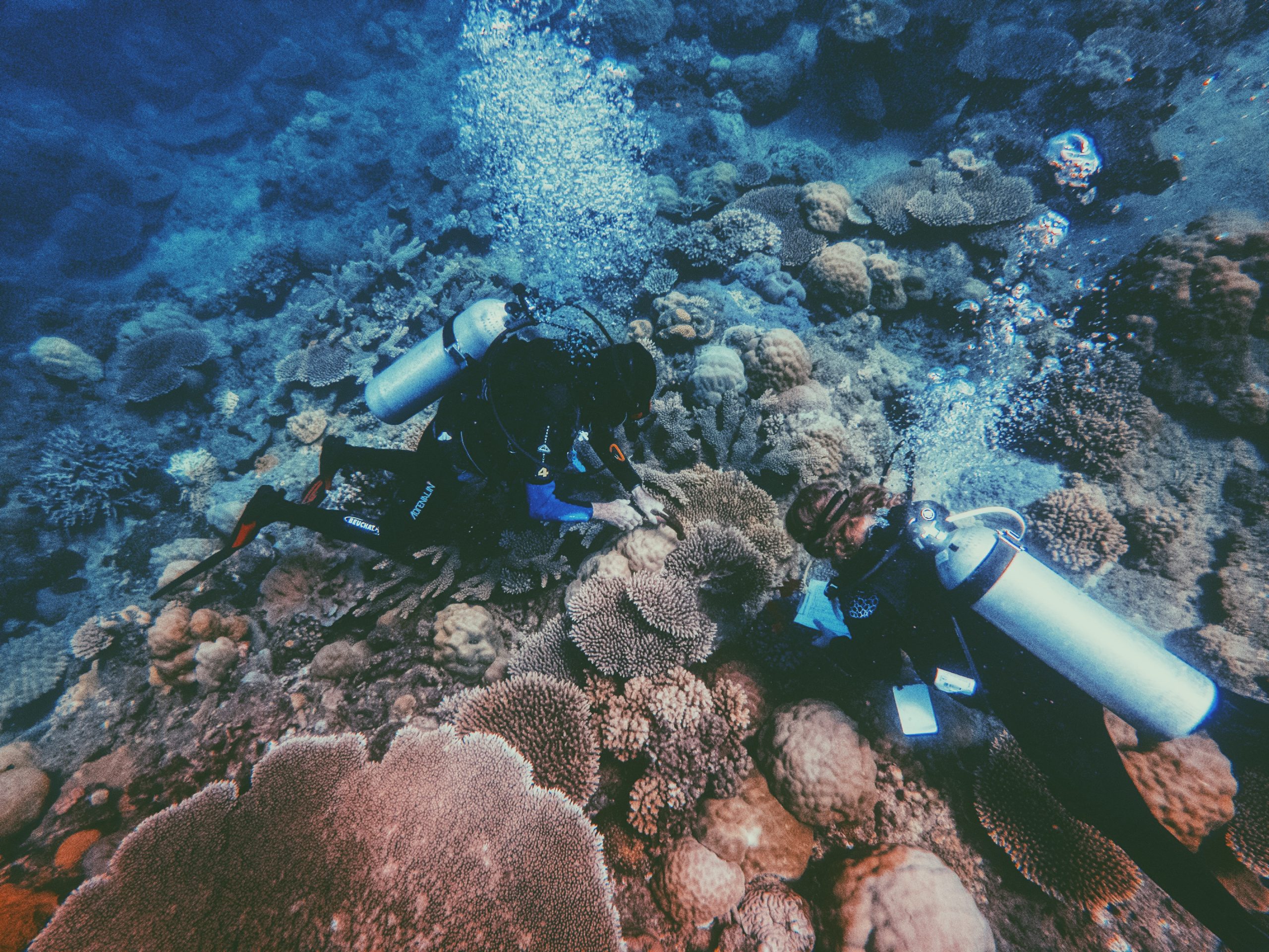 Regenerating the Great Barrier Reef One Coral at a Time • Wildlife ...