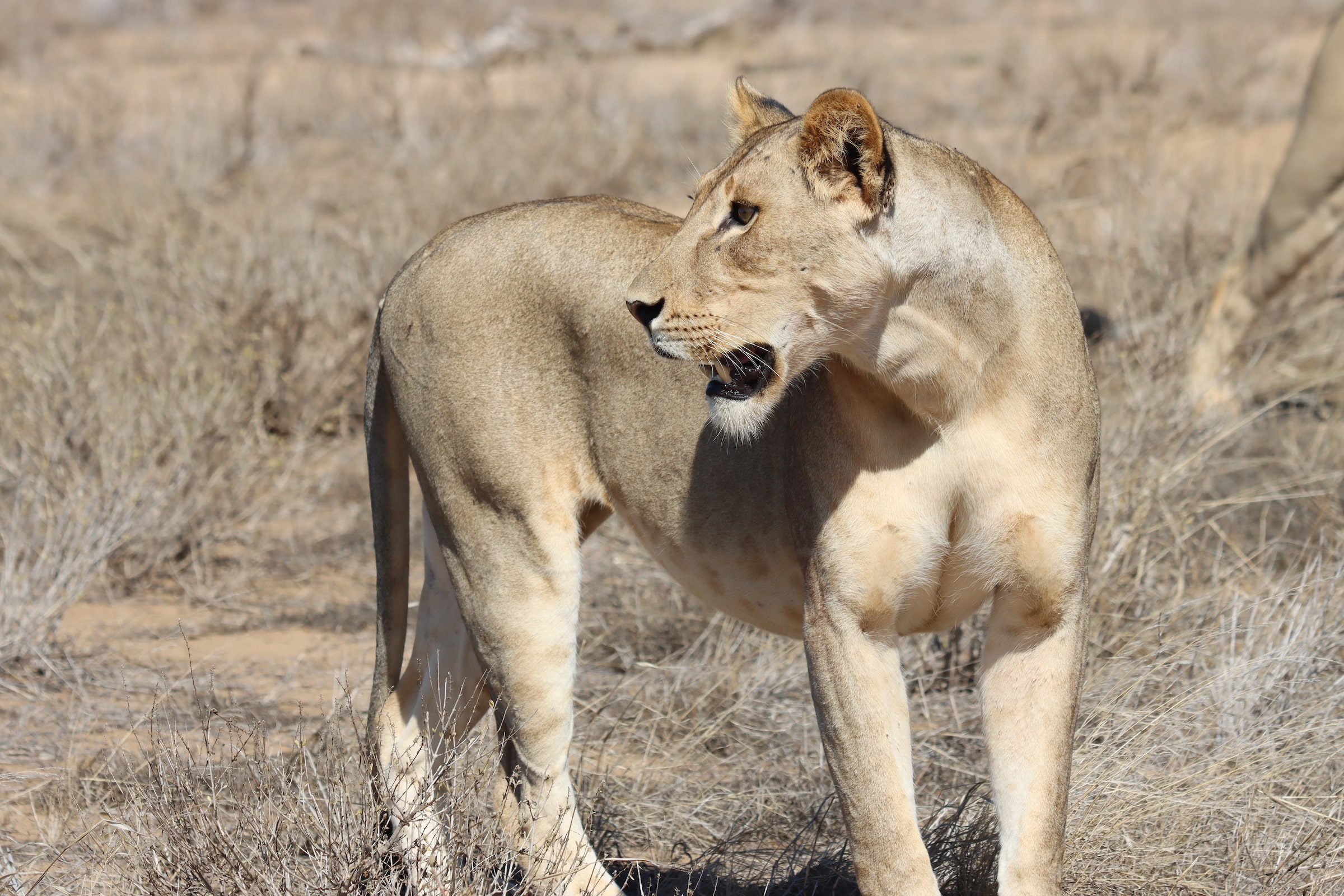 lioness