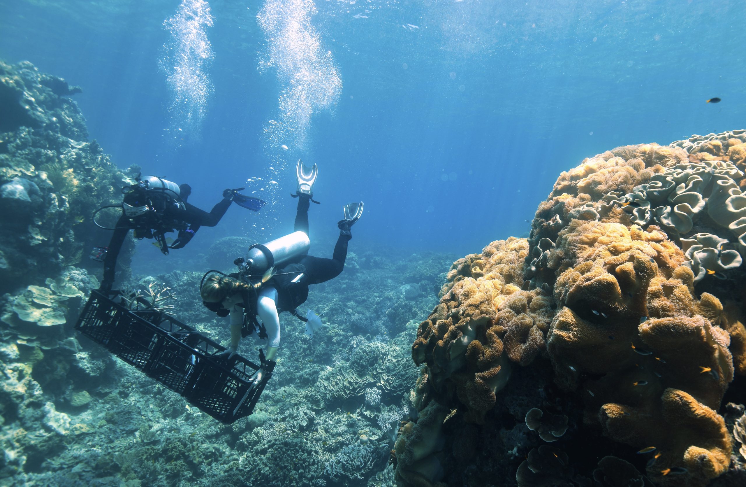 Regenerating the Great Barrier Reef One Coral at a Time • Wildlife ...