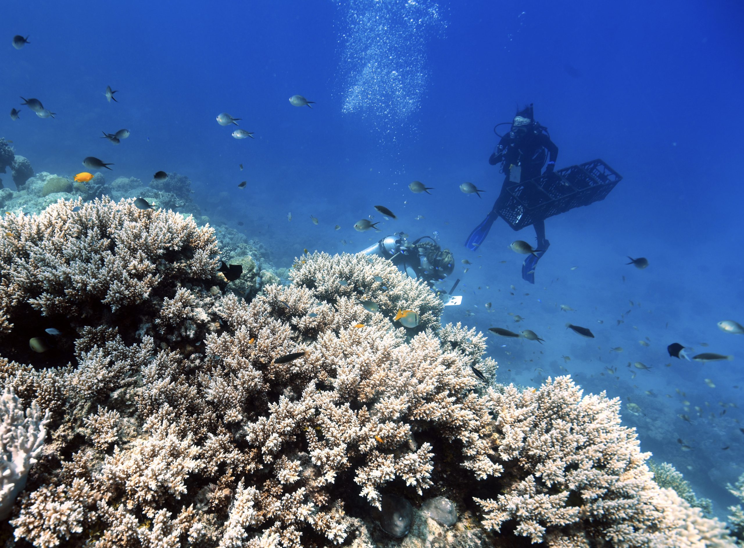 Regenerating the Great Barrier Reef One Coral at a Time • Wildlife ...