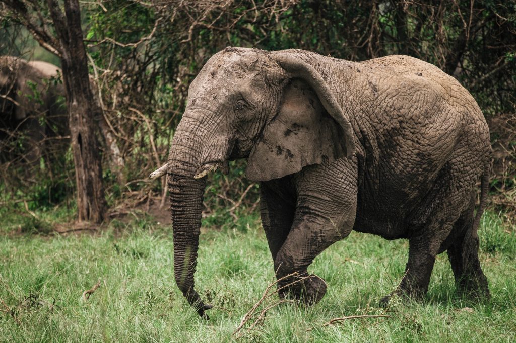 elephant