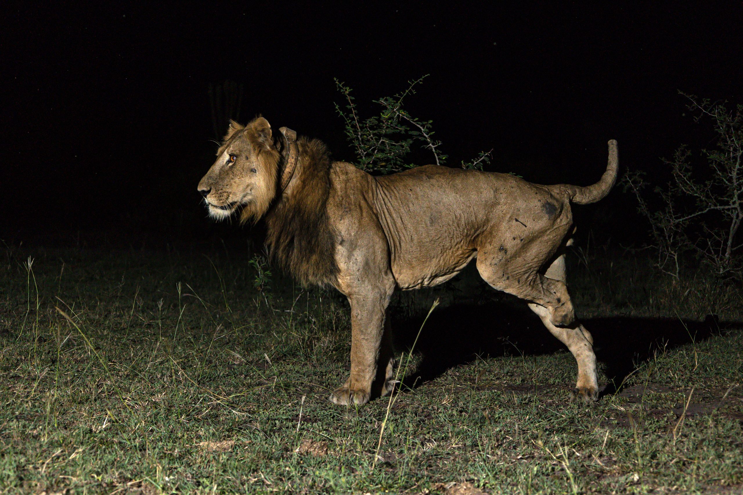 jacob lion
