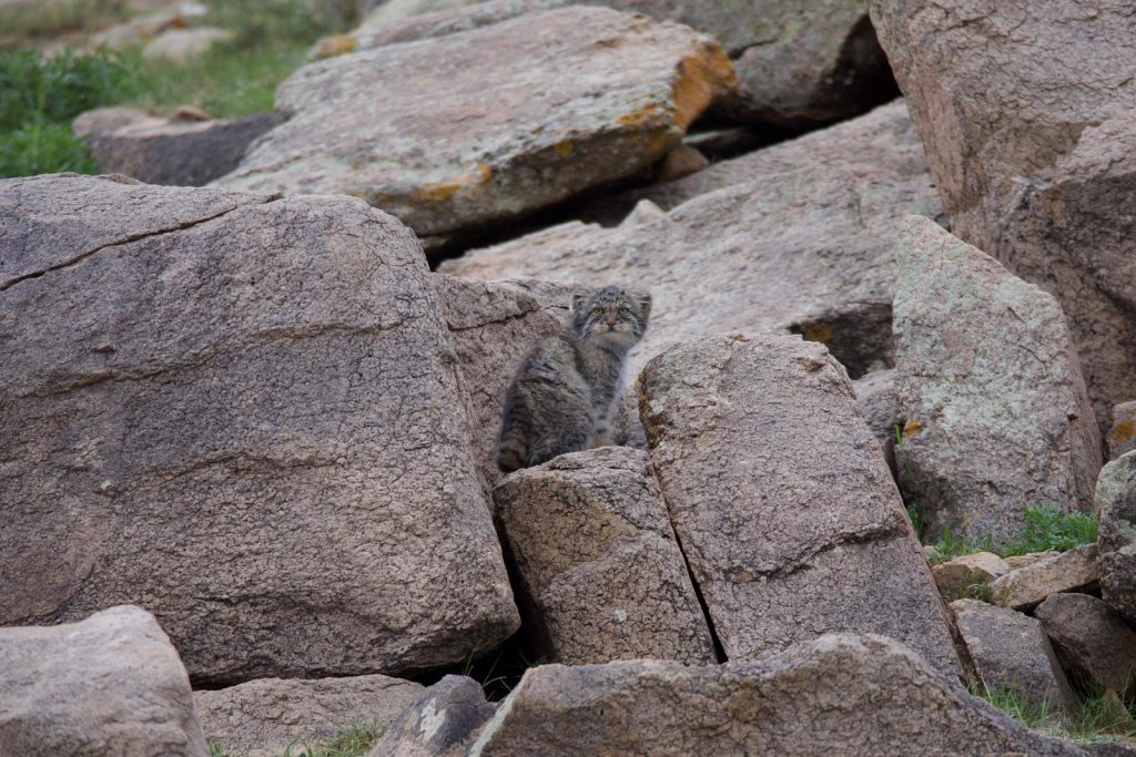 manul pallas' cat Mongolia