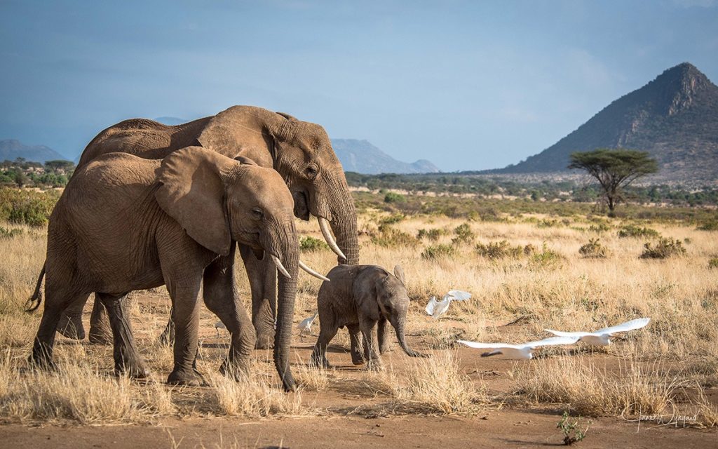 Monsoon and her calf