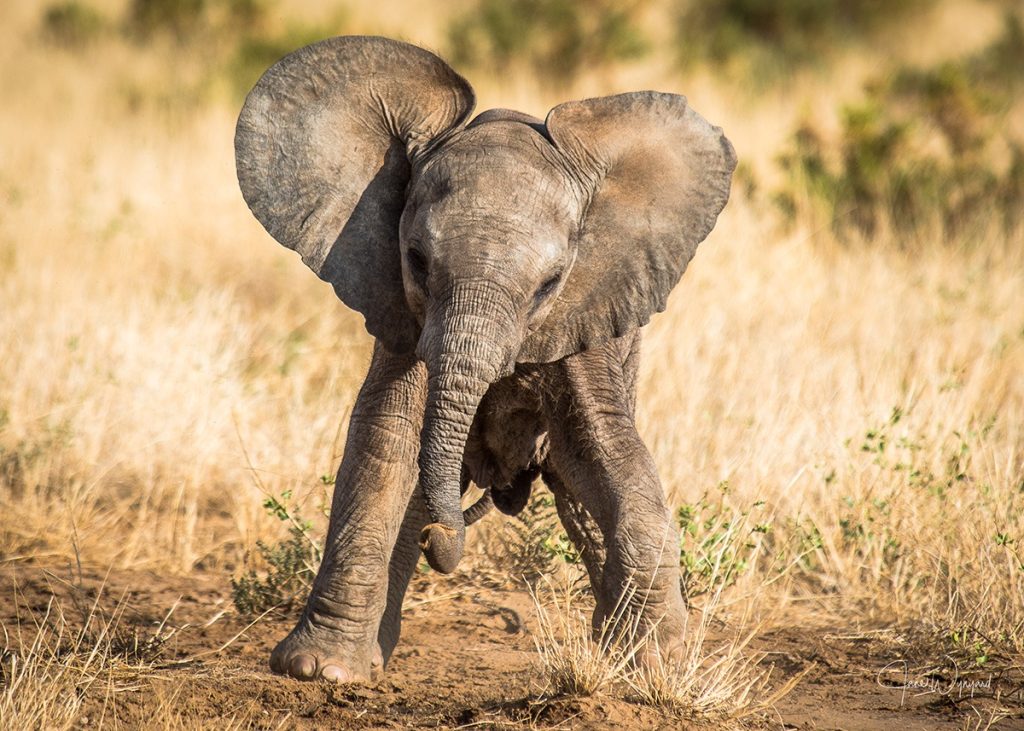Monsoon's calf
