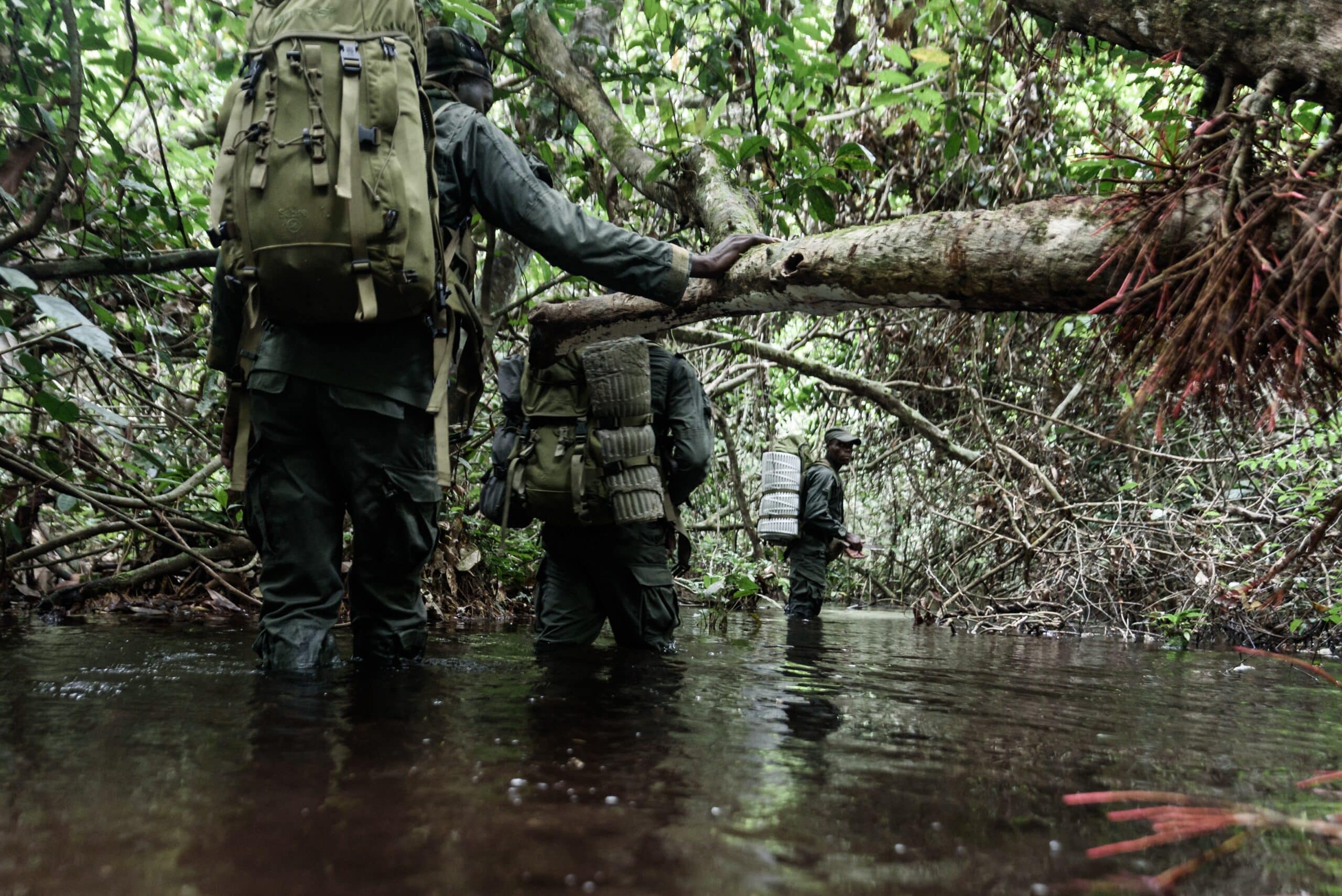 Professionalized Professionalized Anti-poaching Operations Lead To Arrest and Conviction ...