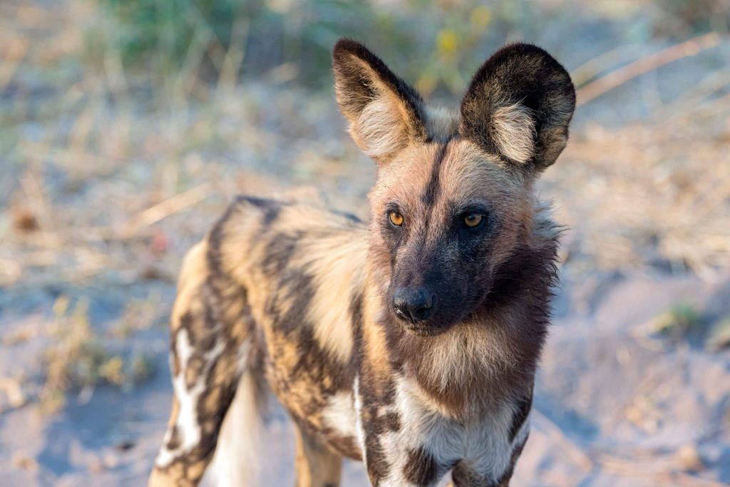 Welcoming New Painted Dog Packs to Hwange • Wildlife Conservation Network