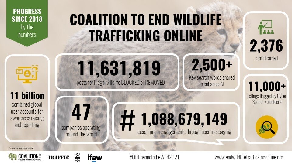 Combating Online Wildlife Trafficking with Mixed Results • Wildlife ...