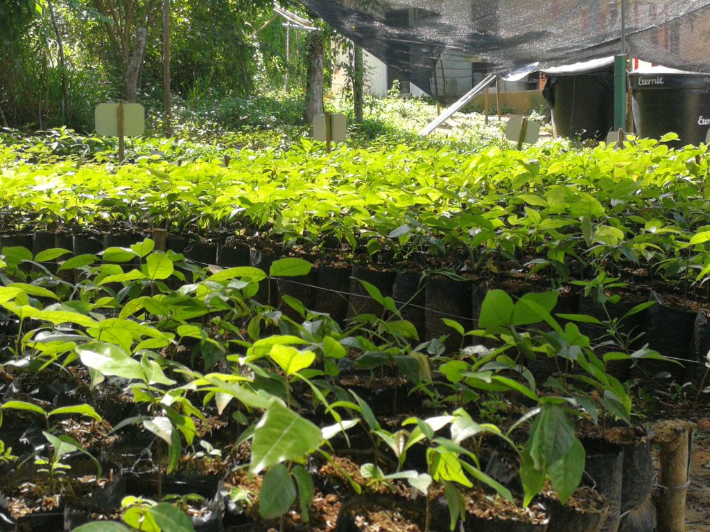 tree sapling nursery proyecto titi