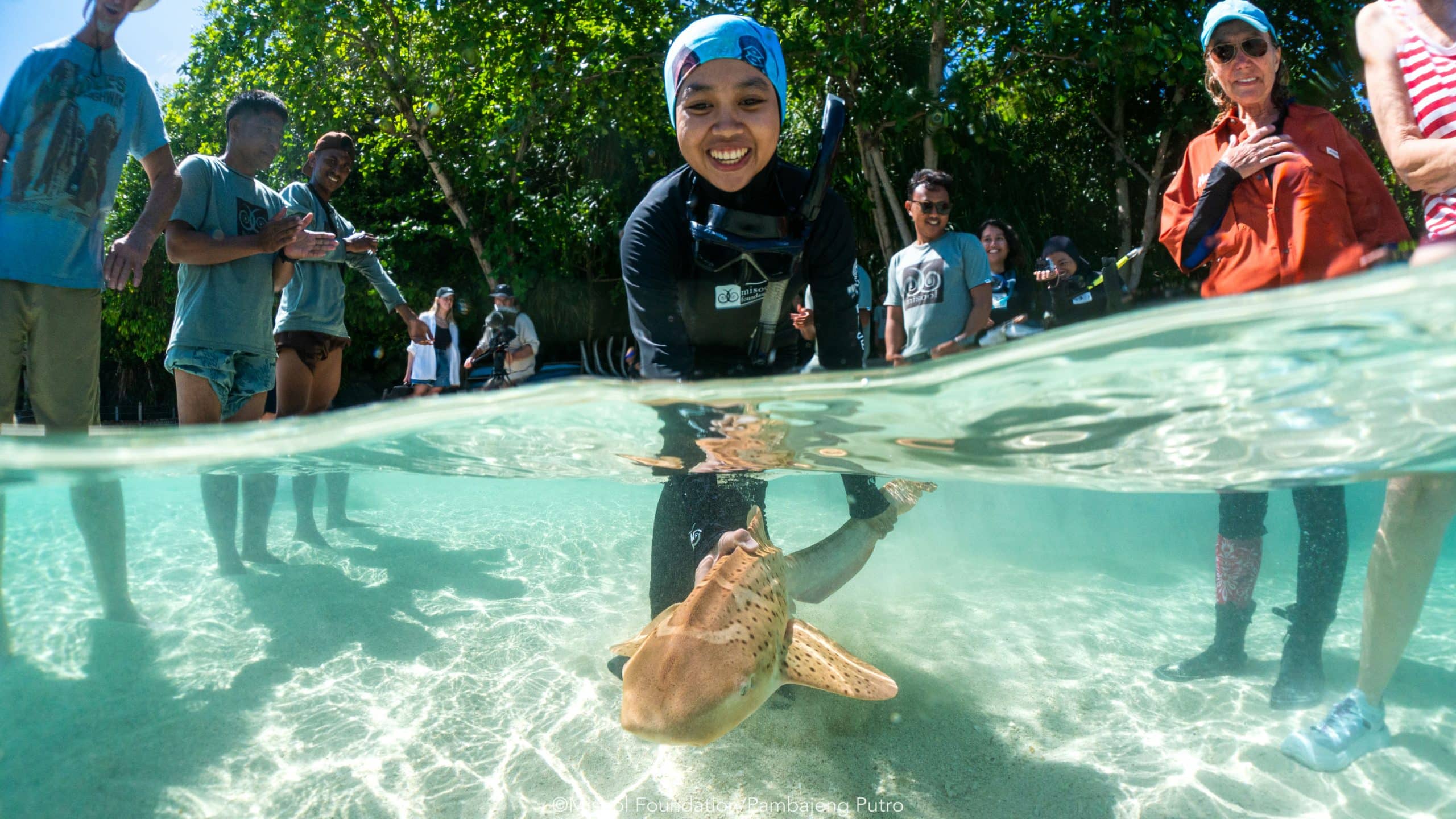 reintroducing sharks