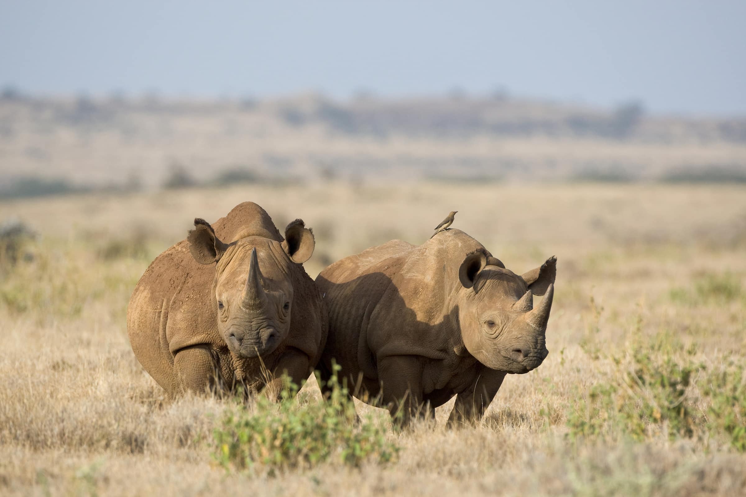 black rhino