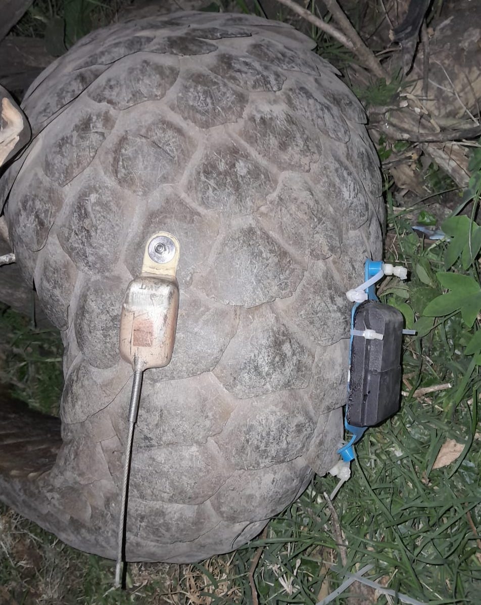 Pangolin Smart Saving the Last Giant Pangolins in Kenya • Wildlife Conservation Network