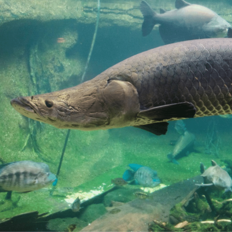 Extended Network • Wildlife Conservation Network