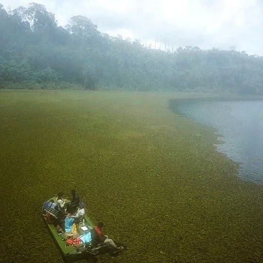An outbreak of invasive plant (salvinia) in Lake Ossa Photo from AMMCO