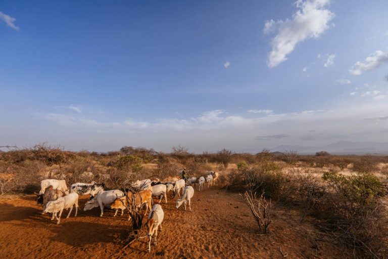 Using Livestock to Restore Kenya’s Rangelands • Wildlife Conservation ...