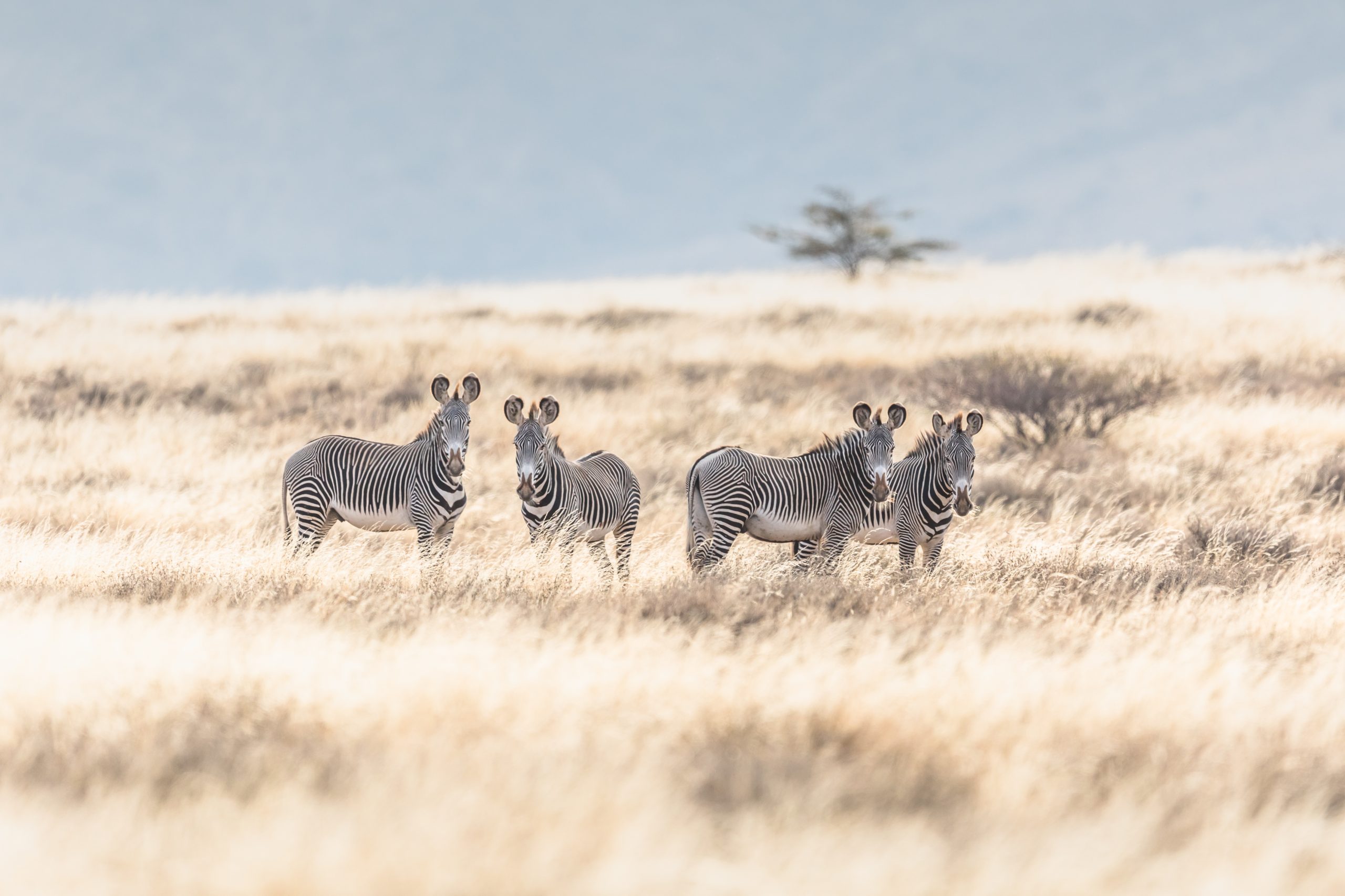 Using Livestock to Restore Kenya’s Rangelands • Wildlife Conservation ...