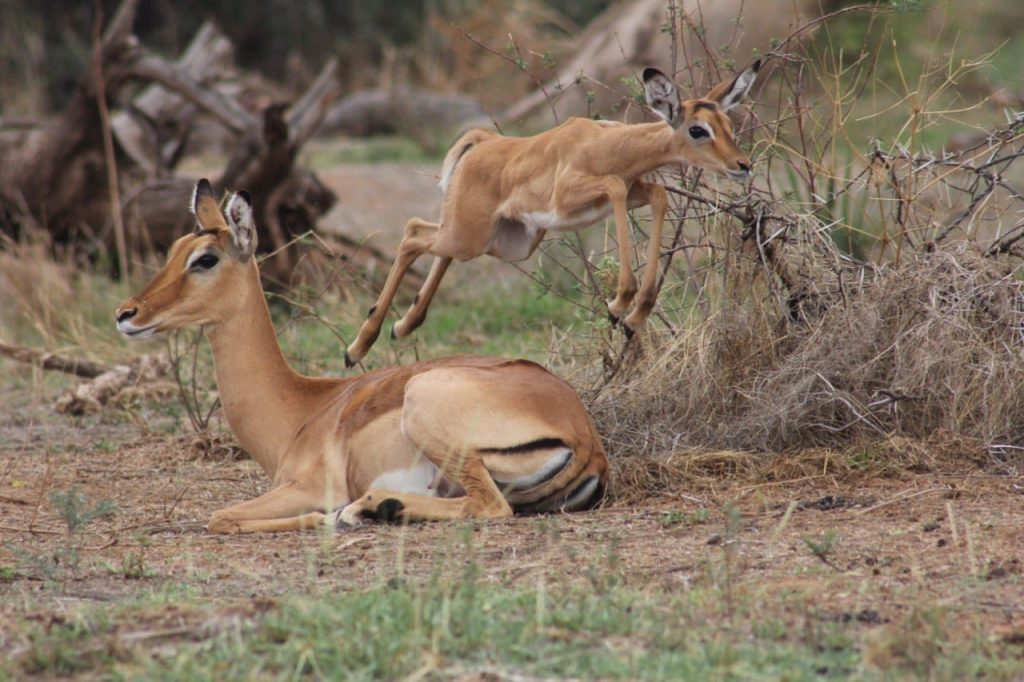 New Year, New Hope for Wildlife • Wildlife Conservation Network