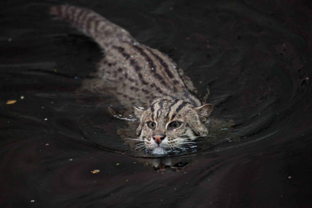 The magic in a cat's purr - insights from wild cats