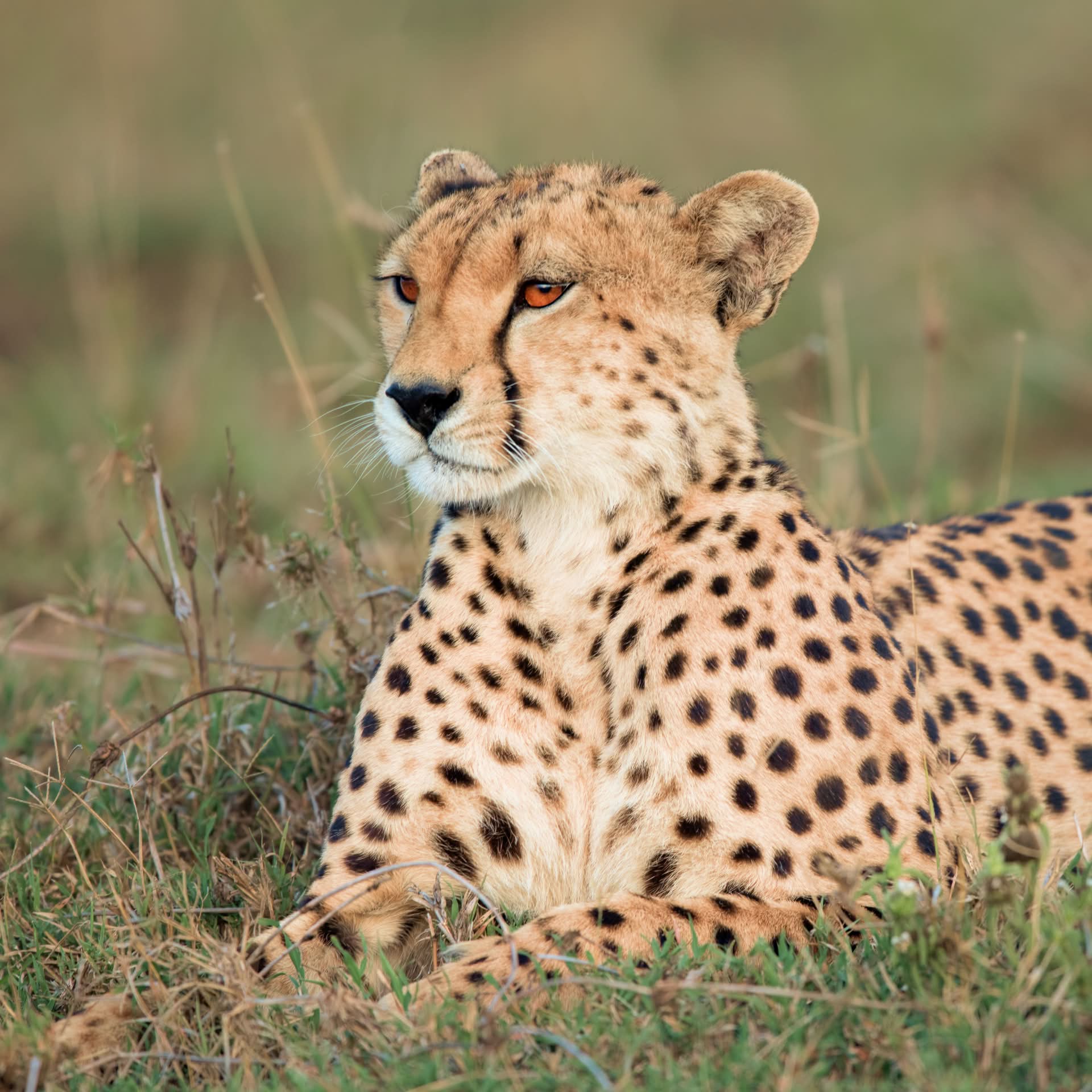 Homepage • Wildlife Conservation Network