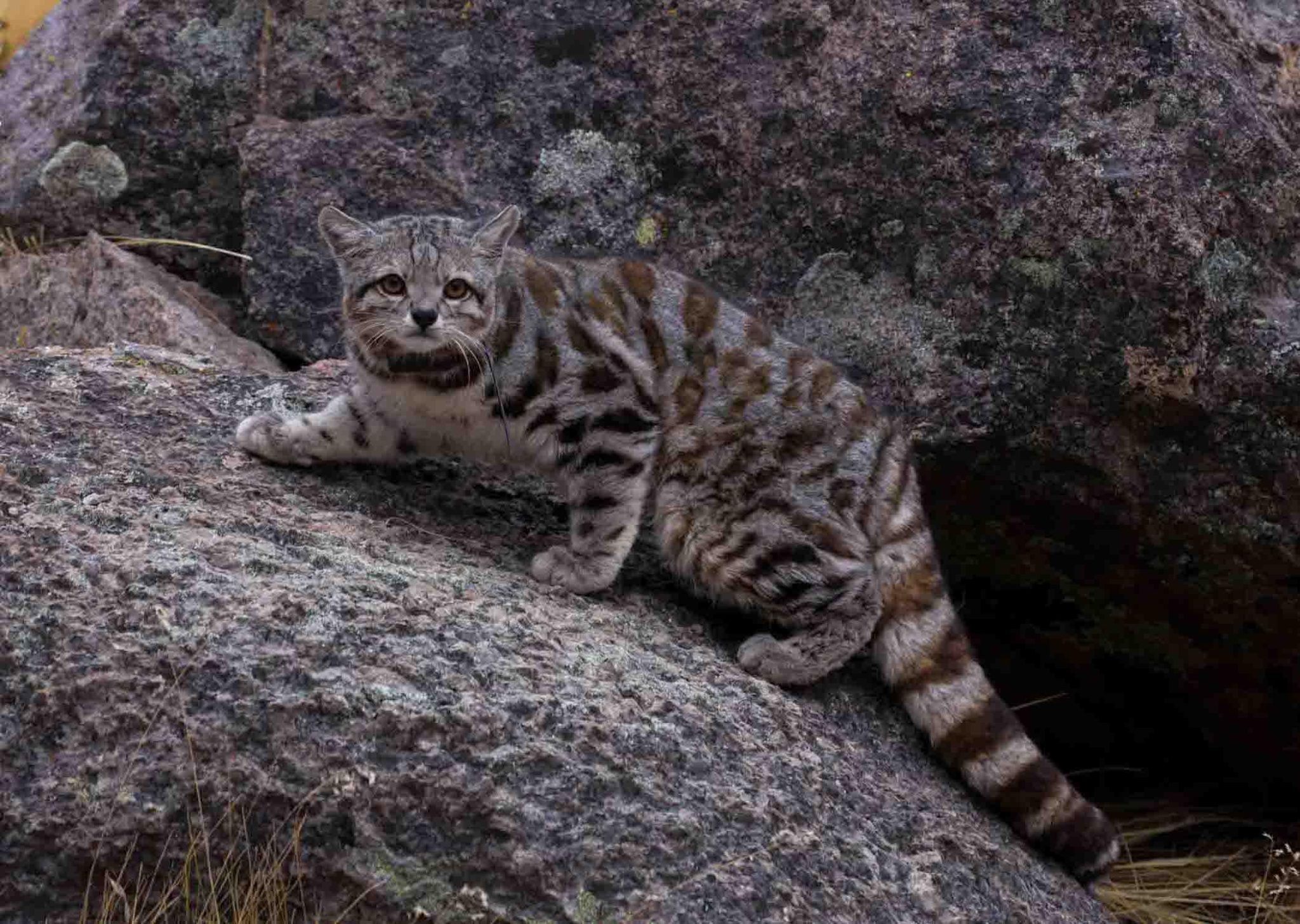 Andean Cats • Wildlife Conservation Network