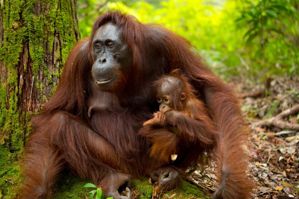 orangutan