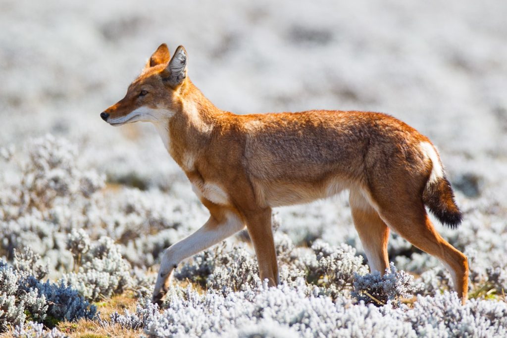 Guardians of the Simien Wolves • Wildlife Conservation Network