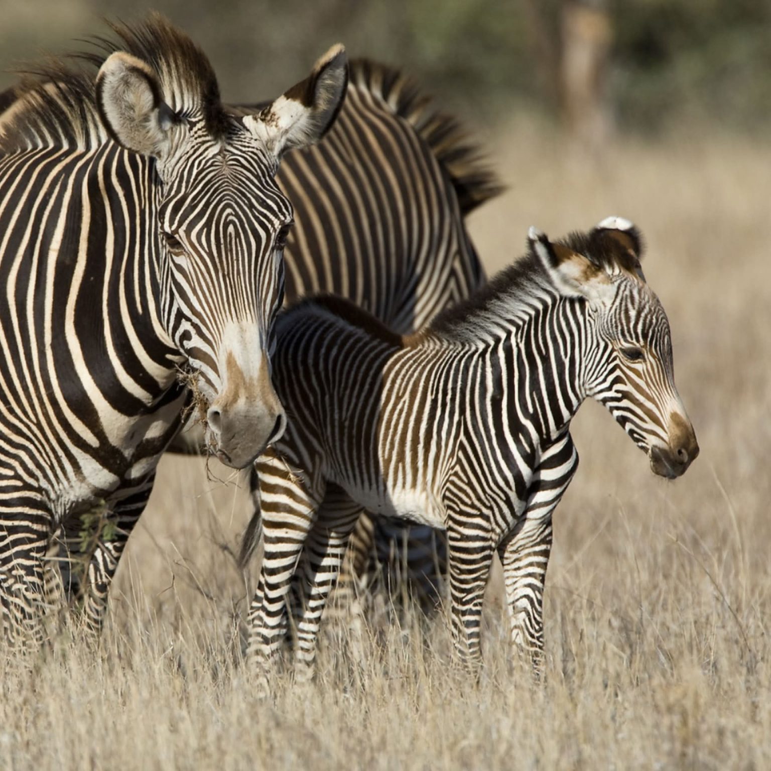 Homepage • Wildlife Conservation Network